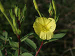 Narrowleaf evening-primrose